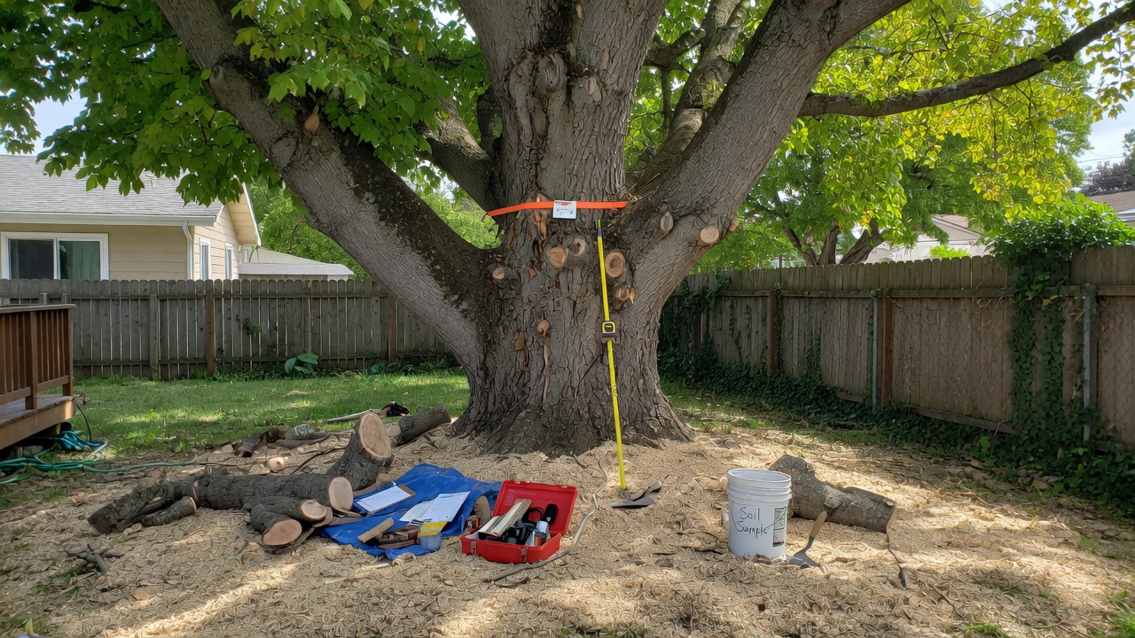 Sample photo for a tree service homepage